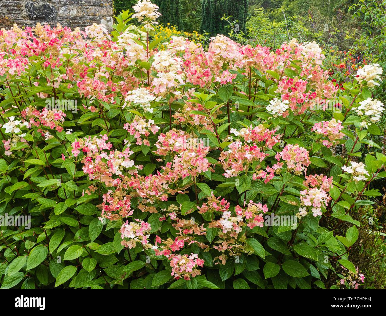 Les panicules de dentelle passent du rose au blanc avec l'âge sur la robuste Hydrangea paniculata 'Early sensation' Banque D'Images