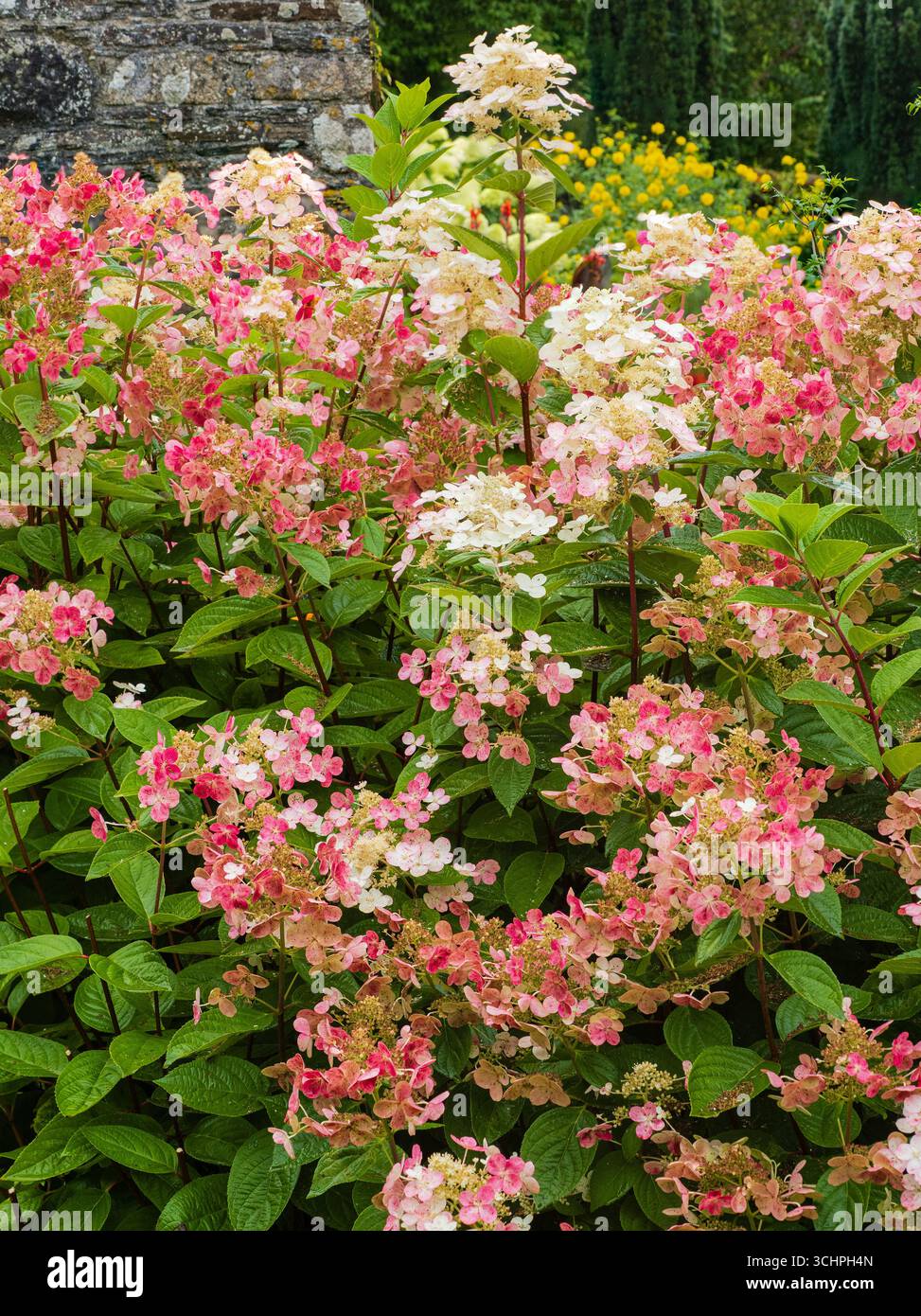 Les panicules de dentelle passent du rose au blanc avec l'âge sur la robuste Hydrangea paniculata 'Early sensation' Banque D'Images