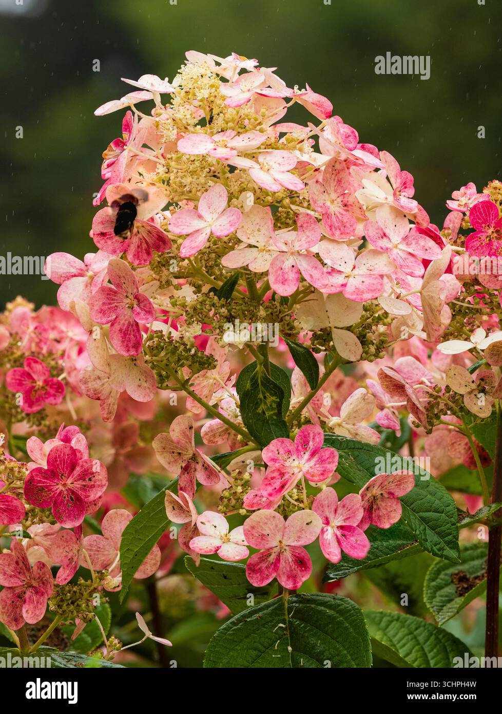 Les panicules de dentelle passent du rose au blanc avec l'âge sur la robuste Hydrangea paniculata 'Early sensation' Banque D'Images