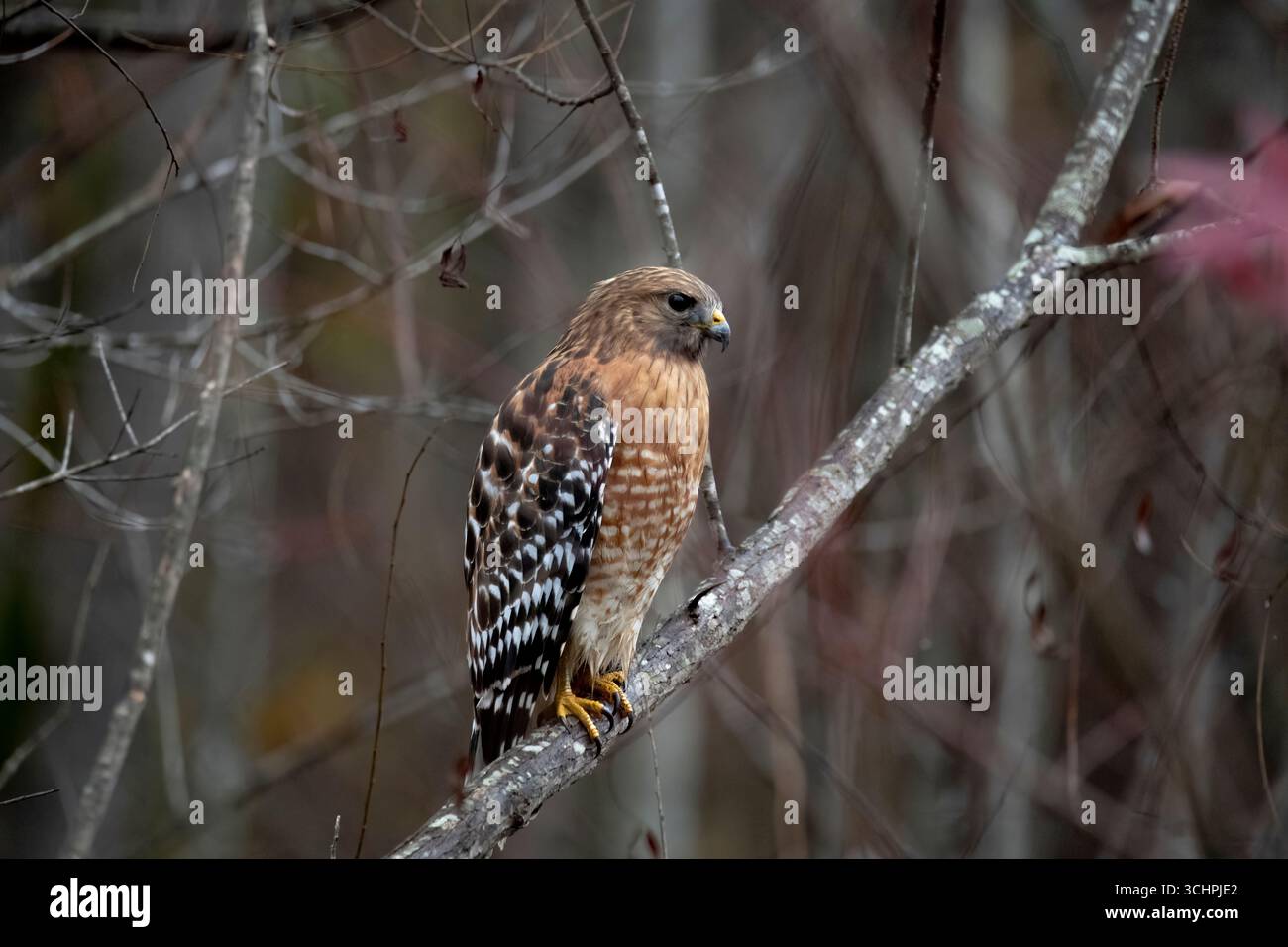 Le Faucon à épaules rouges (Buteo lineatus) est un buteo de taille moyenne. Banque D'Images Le Faucon à épaules rouges (Buteo lineatus) est un buteo de taille moyenne. Banque D'Images