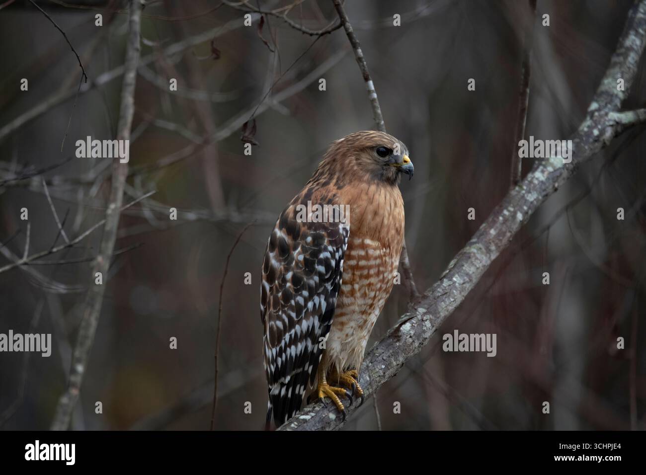Le Faucon à épaules rouges (Buteo lineatus) est un buteo de taille moyenne. Banque D'Images Le Faucon à épaules rouges (Buteo lineatus) est un buteo de taille moyenne. Banque D'Images