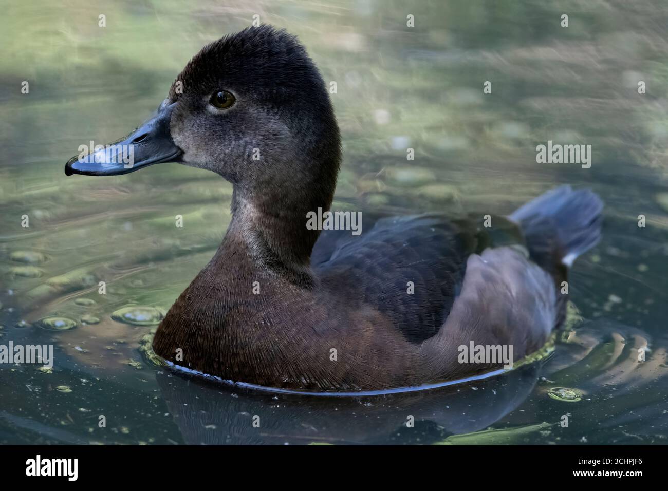 Le canard à col rond (Aythya collaris) est un canard plongeur que l'on trouve couramment dans les étangs et les lacs d'eau douce. Banque D'Images