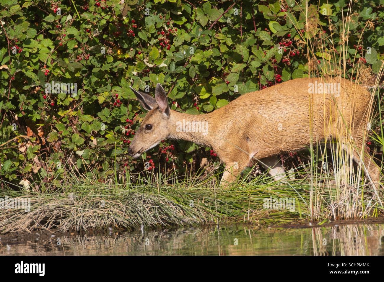 La biche à queue noire (Odocoileus hemionus columbianus) se nourrit le long de la rivière Sacramento à Redding, en Californie, près de Turtle Bay. Banque D'Images