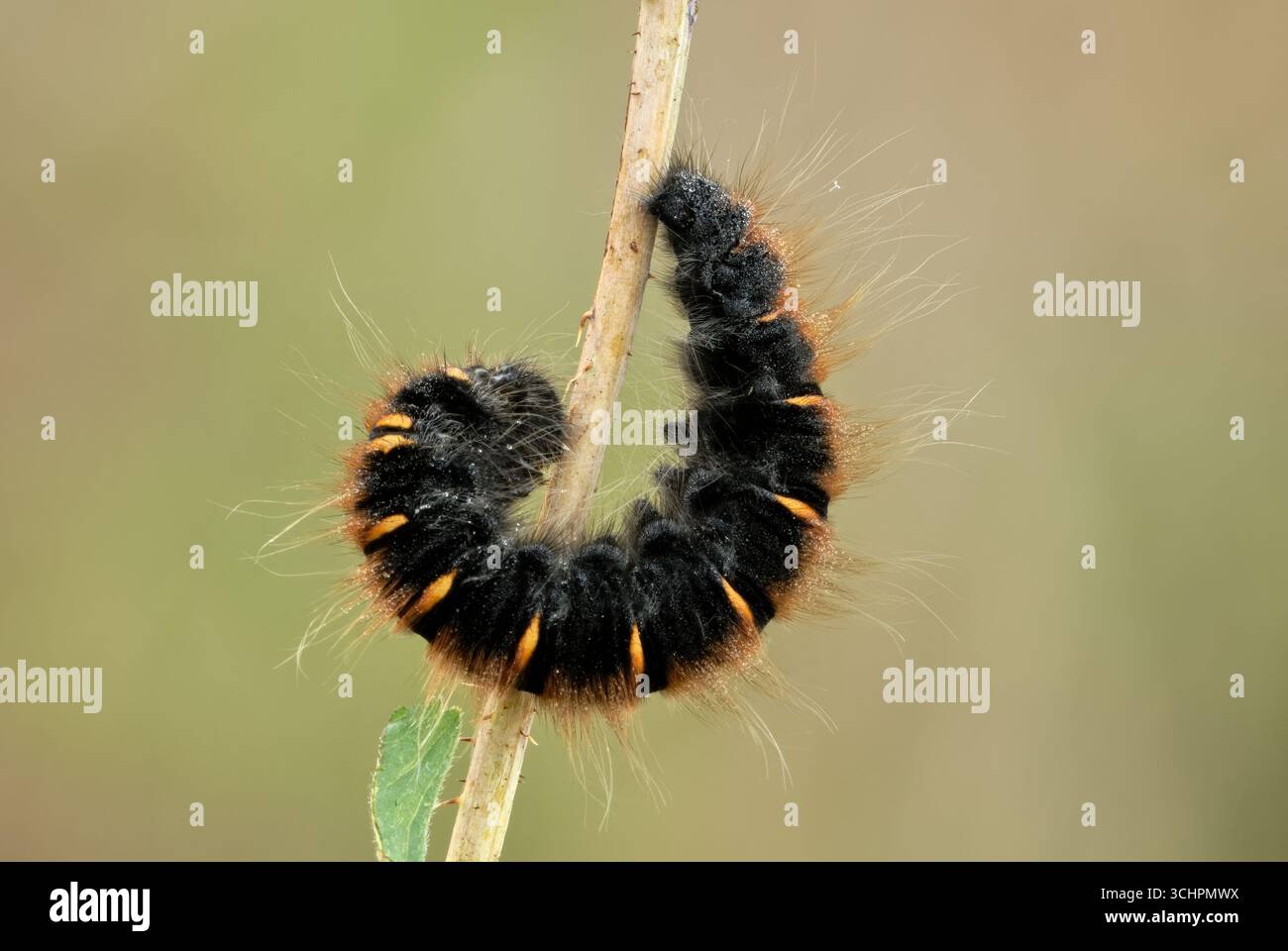 chenille de mites du renard, Macrothylacia rubi sur tige sèche de l'herbe. Dans la rosée du matin. Isolé sur fond clair. Trencin, Slovaquie Banque D'Images