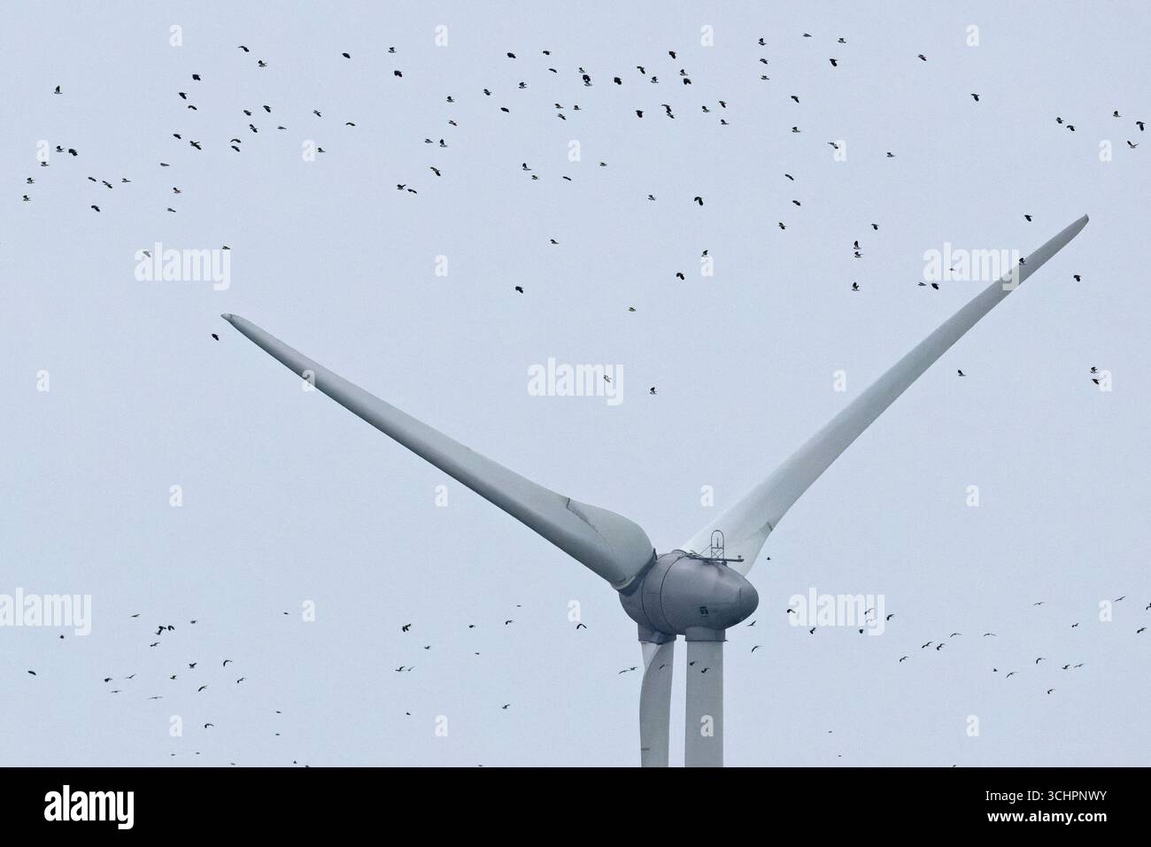 Vallées (Vanellus vanellus) survolant les éoliennes Kent 2025 Banque D'Images