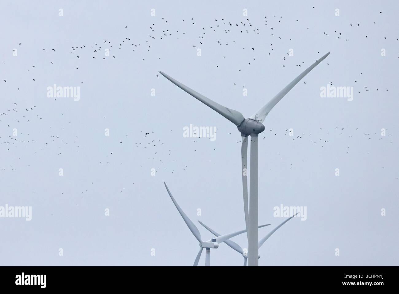 Vallées (Vanellus vanellus) survolant les éoliennes Kent 2025 Banque D'Images