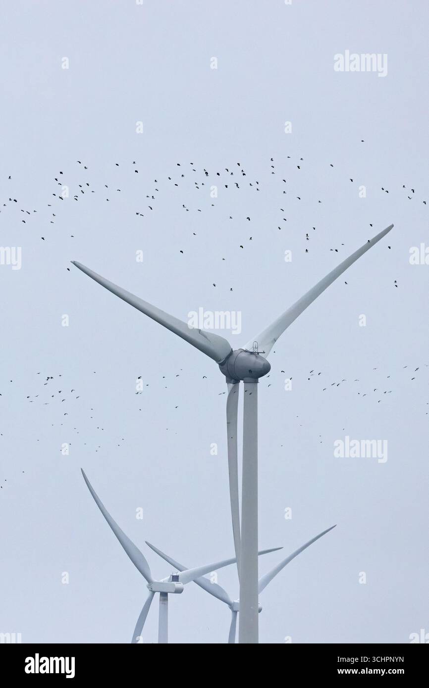 Vallées (Vanellus vanellus) survolant les éoliennes Kent 2025 Banque D'Images