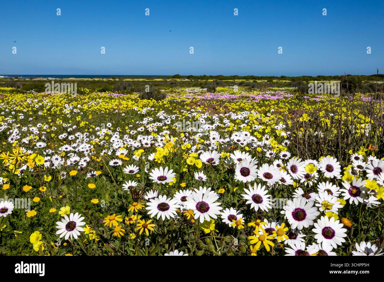 Grand champ de fleurs sauvages avec des marguerites blanches en premier plan s'étendant dans la distance sous Blue Sky West Coast Afrique du Sud Banque D'Images