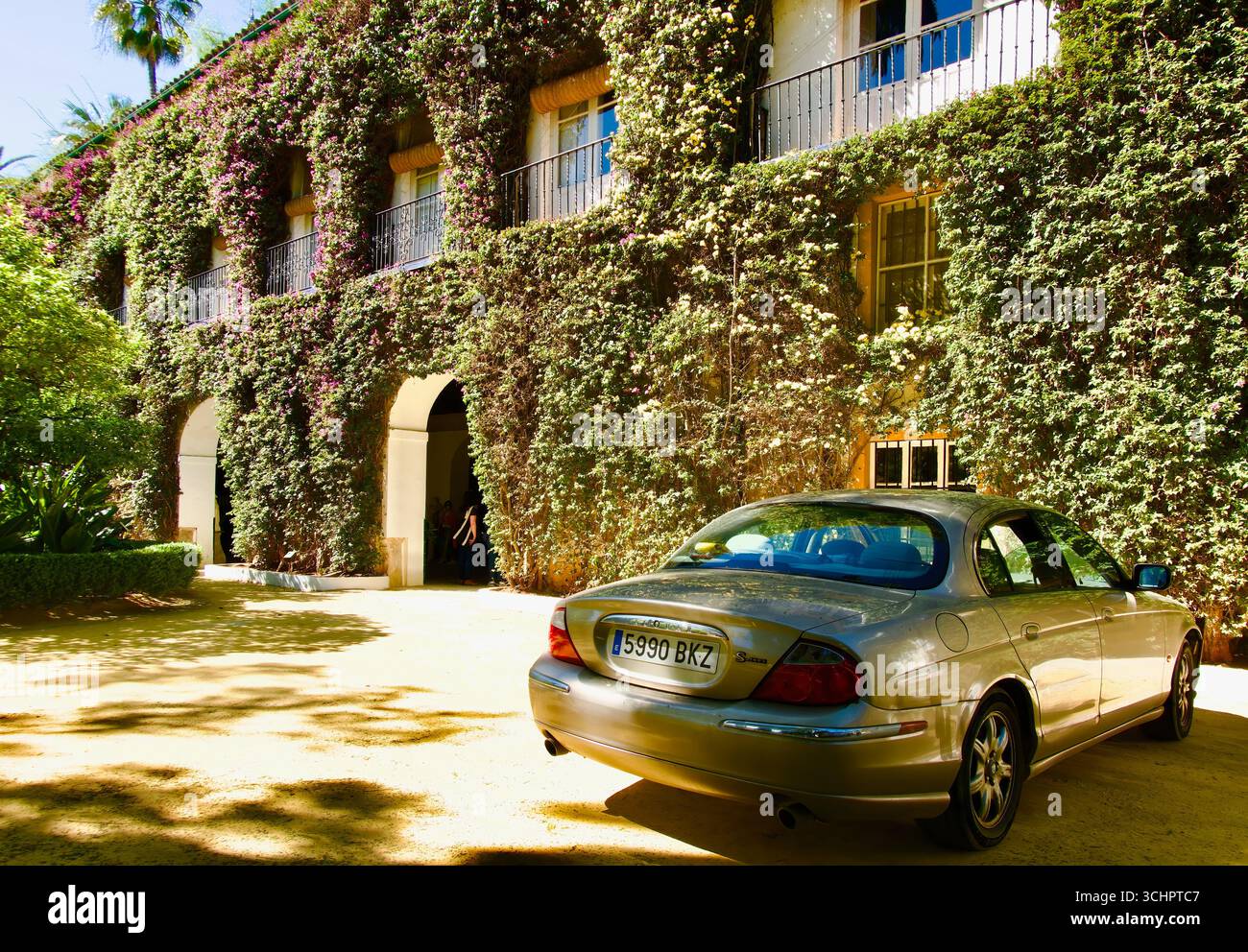 Bougainvillea glabra vigne façade couverte du 15ème siècle Palacio de las Dueñas Maison d'Alba et garé Jaguar S-type voiture Séville Andalousie Espagne Banque D'Images