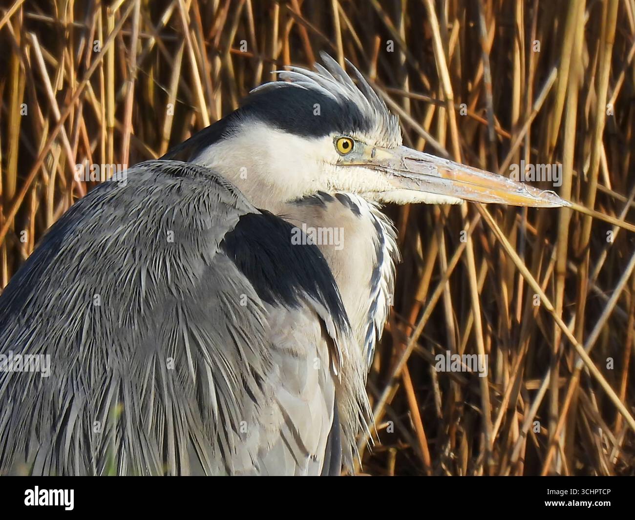 Gros plan portrait d'un oiseau héron accroupi dans les rushes attendant le poisson Banque D'Images