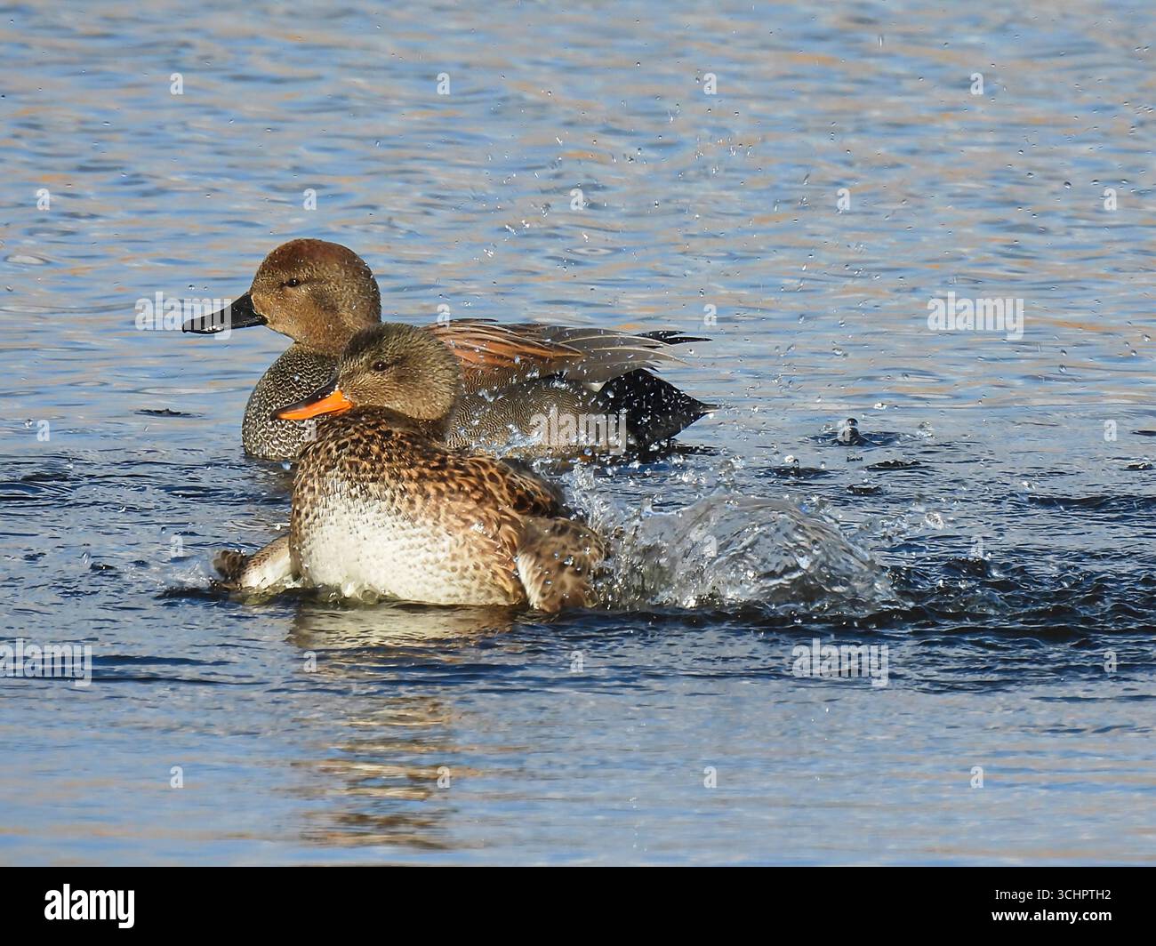 Une paire de canards éclaboussant dans l'eau par une journée ensoleillée Banque D'Images