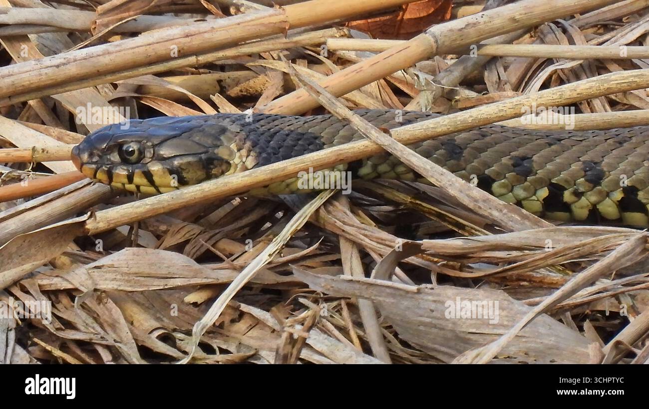 Gros plan d'un serpent venimeux britannique Adder Viper glissant à travers la végétation à la recherche de proies. Banque D'Images
