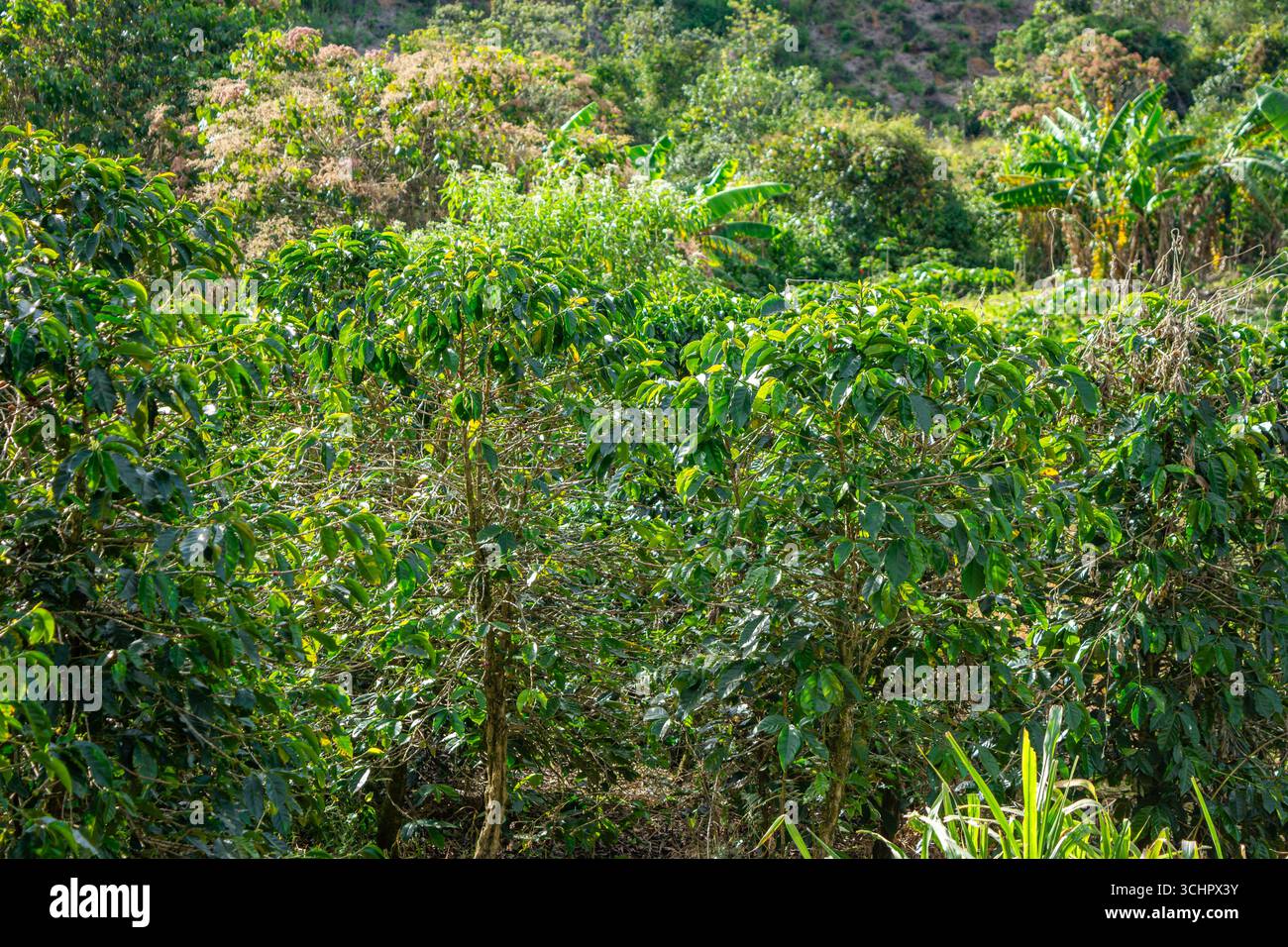 Plantes de café vertes luxuriantes entourées d'un feuillage vibrant dans les collines de Popayán, Cauca, Colombie. Banque D'Images
