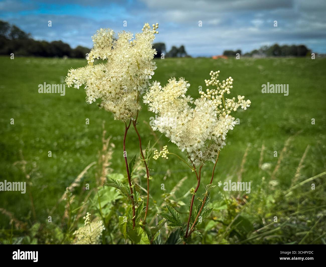 Filipendula Ulmaria - la fleur sauvage Meadowsweet, dont l'aspirine a été dérivée pour la première fois, pousse heureusement dans un sol humide en Irlande Banque D'Images