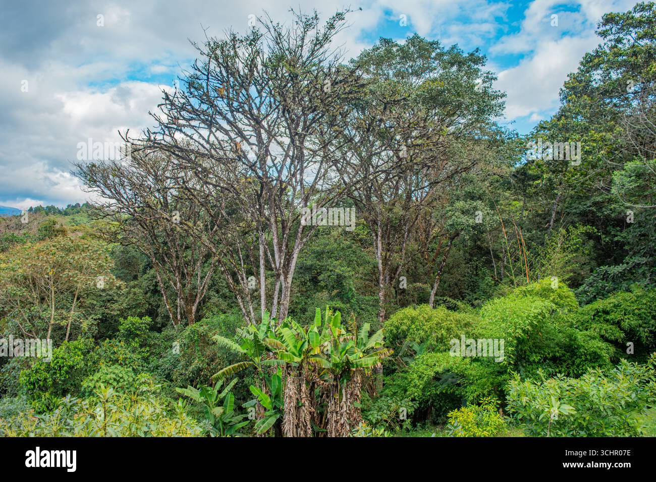 Une vue vibrante sur la végétation luxuriante et les arbres à Popayán, Cauca, Colombie, mettant en valeur la beauté naturelle de la région. Banque D'Images