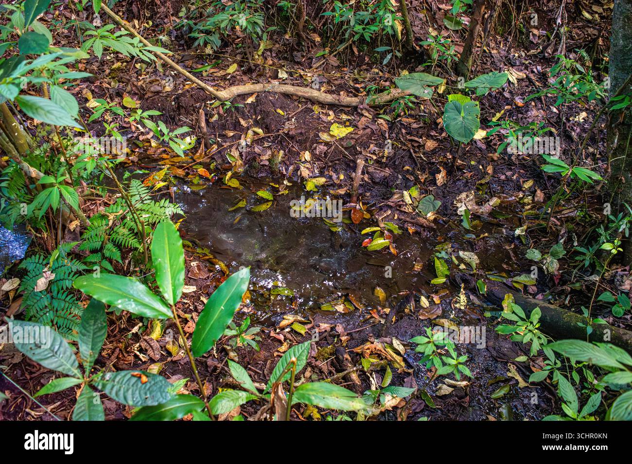 Une scène de zone humide sereine avec un feuillage luxuriant et un bassin d'eau réfléchissant, mettant en valeur la beauté naturelle de Popayán, Cauca, Colombie. Banque D'Images