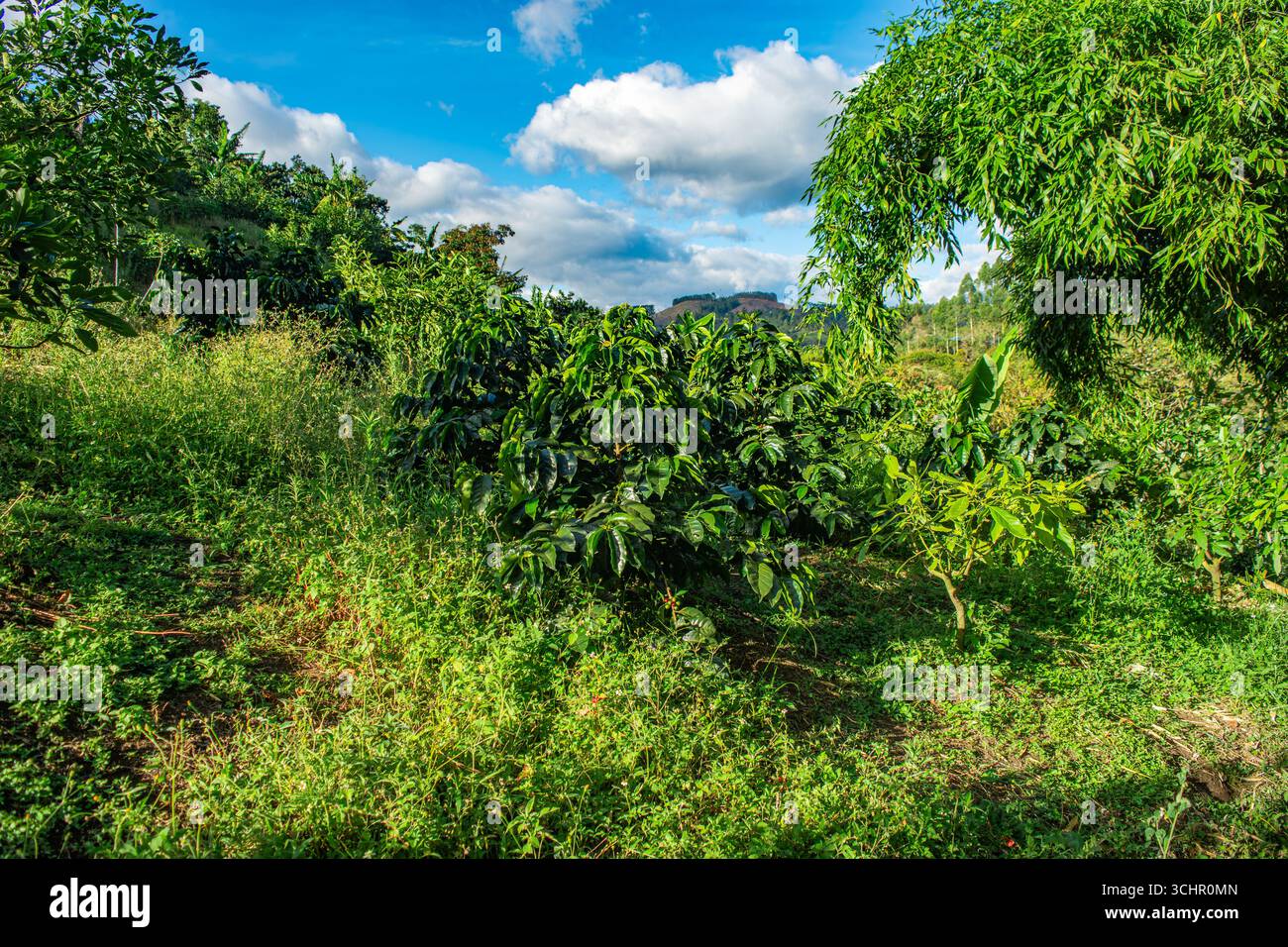 Feuillage vert vibrant avec des plants de café dans un paysage rural pittoresque de Popayán, Cauca, Colombie. Banque D'Images