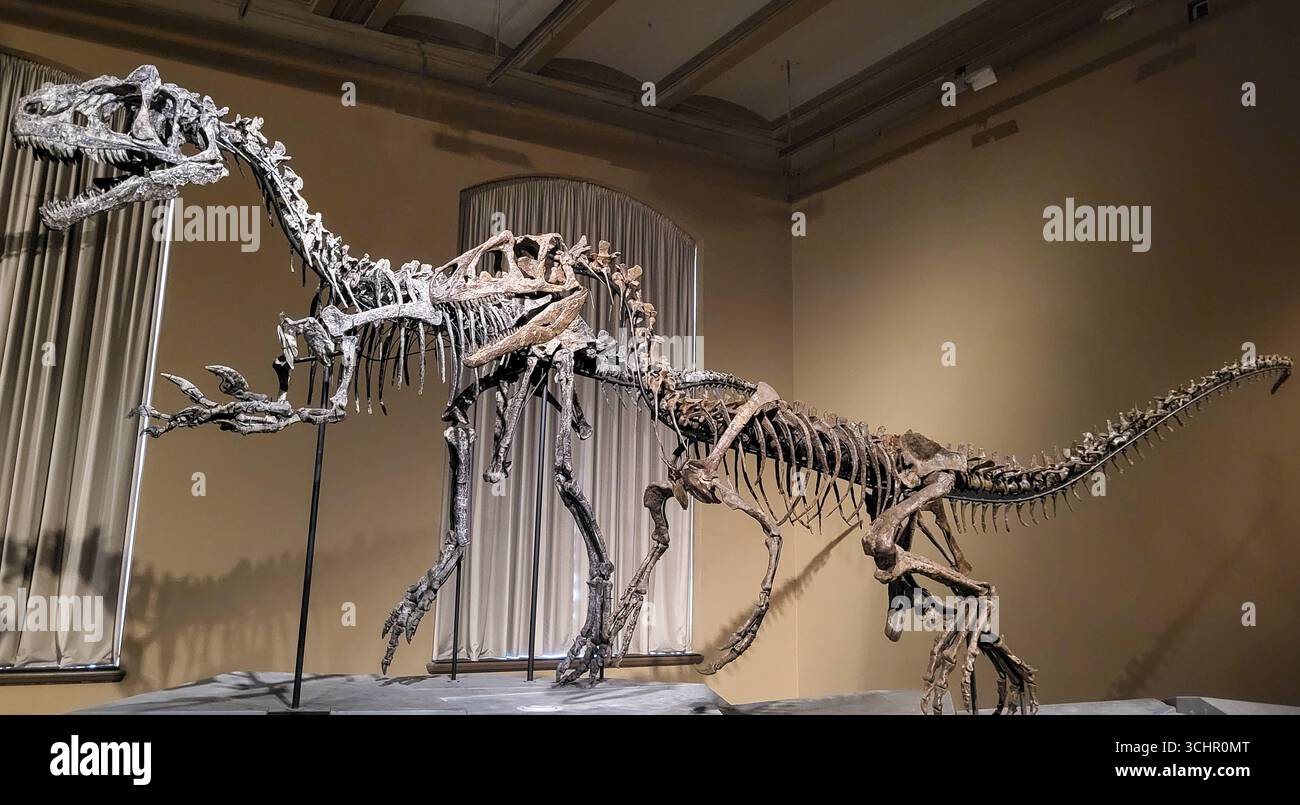Berlin, Allemagne - 19-03-2023 - fossiles complets de dinosaures exposés au musée d'histoire naturelle Banque D'Images