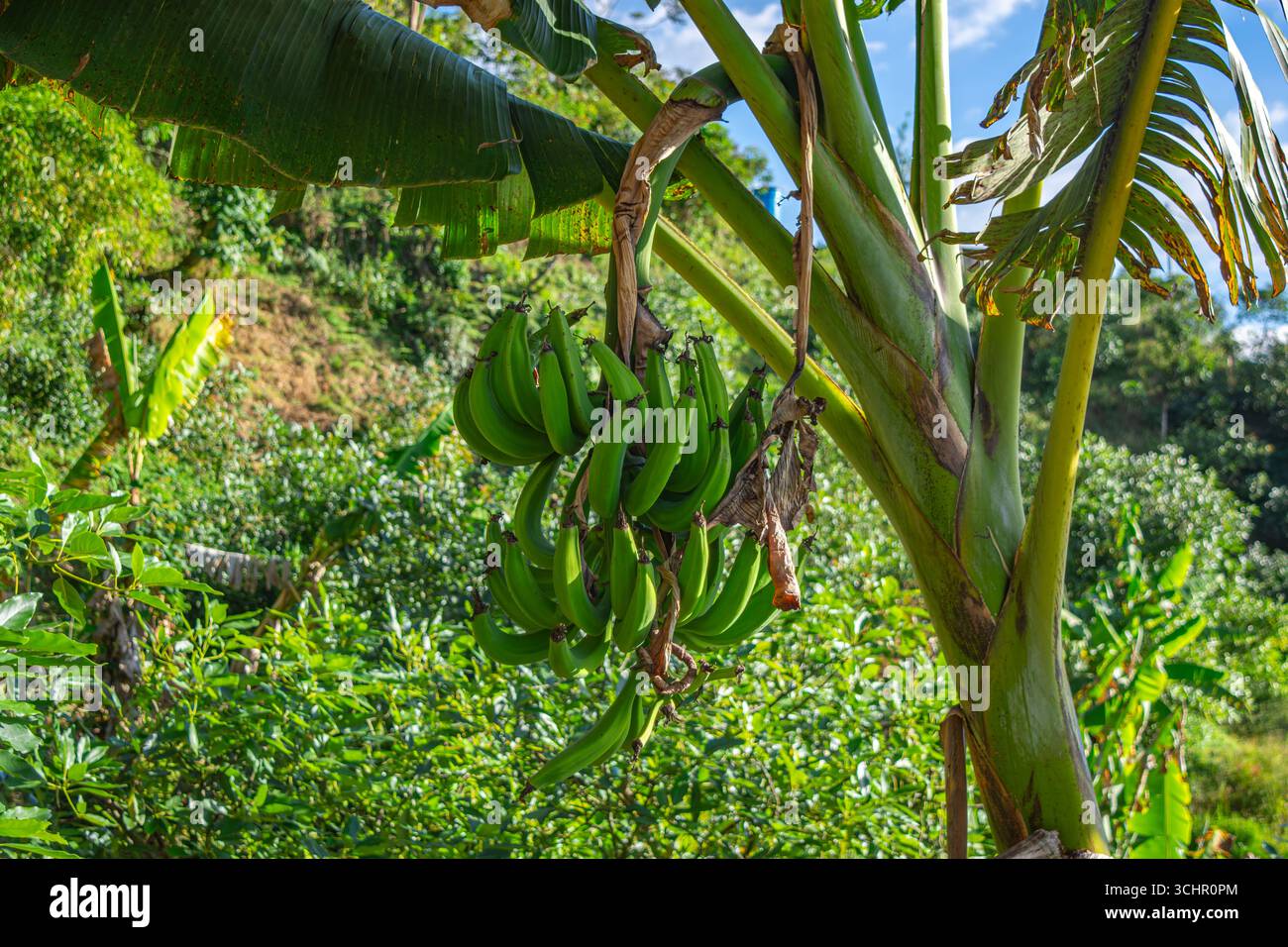 Un bouquet vibrant de bananes vertes suspendues à un bananier à Popayán, Cauca, Colombie, entouré d'une végétation luxuriante. Banque D'Images