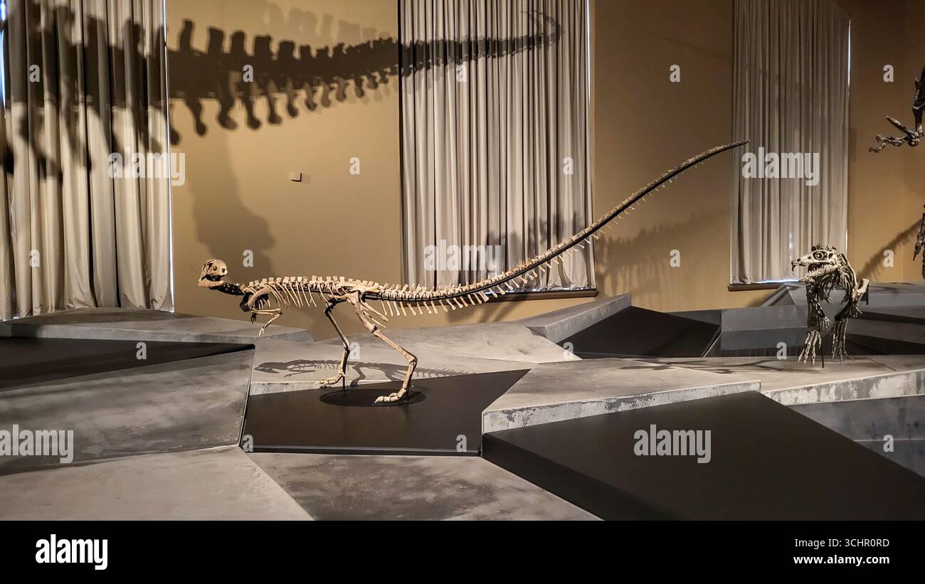 Berlin, Allemagne - 19-03-2023 - fossiles complets de dinosaures exposés au musée d'histoire naturelle Banque D'Images