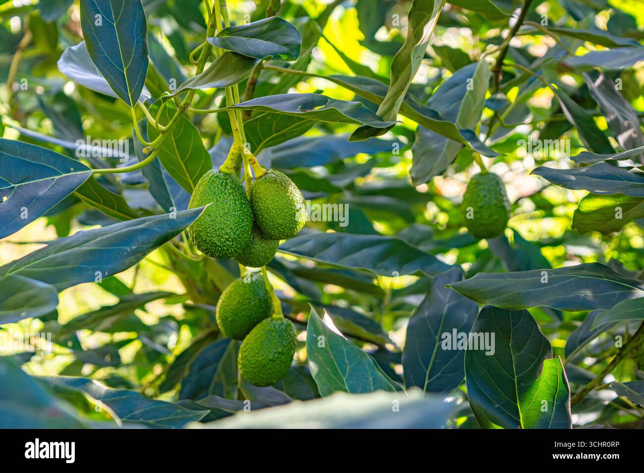 Un avocat vibrant présentant des grappes d'avocats verts entourés de feuilles luxuriantes à Popayán, Cauca, Colombie. Banque D'Images