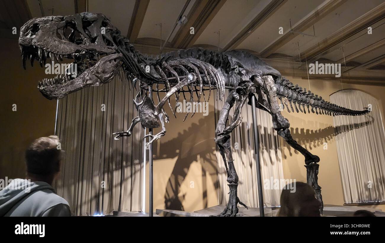 Berlin, Allemagne - 19-03-2023 - fossiles complets de dinosaures exposés au musée d'histoire naturelle Banque D'Images