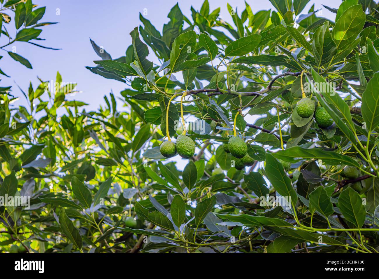 Avocat vert luxuriant avec des avocats non mûrs suspendus au milieu d'un feuillage vibrant à Popayán, Cauca, Colombie. Banque D'Images