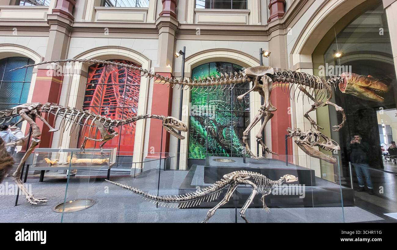Berlin, Allemagne - 19-03-2023 - fossiles complets de dinosaures exposés au musée d'histoire naturelle Banque D'Images