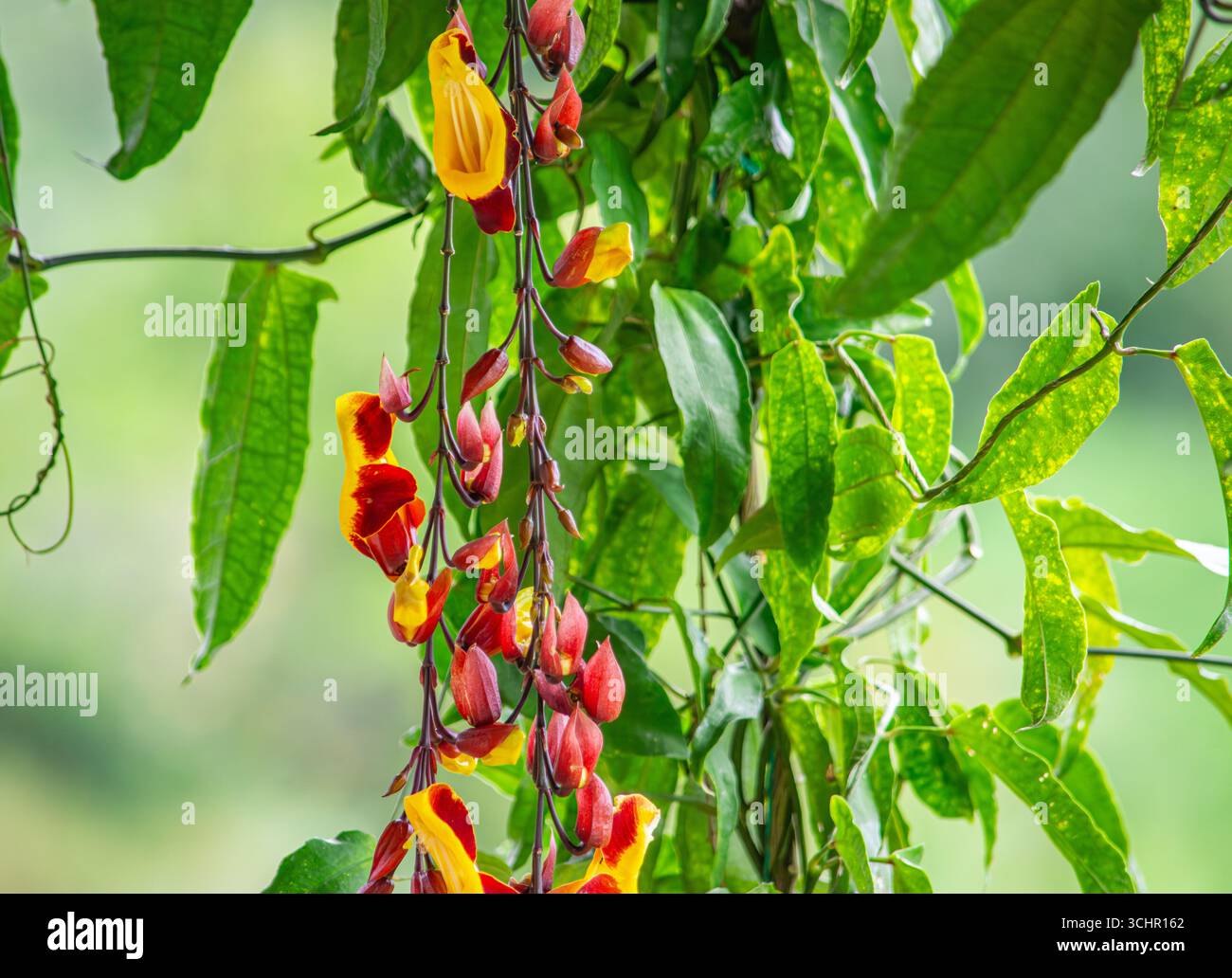 Fleurs tropicales colorées suspendues au milieu d'un feuillage vert luxuriant à Popayán, Cauca, Colombie. Banque D'Images