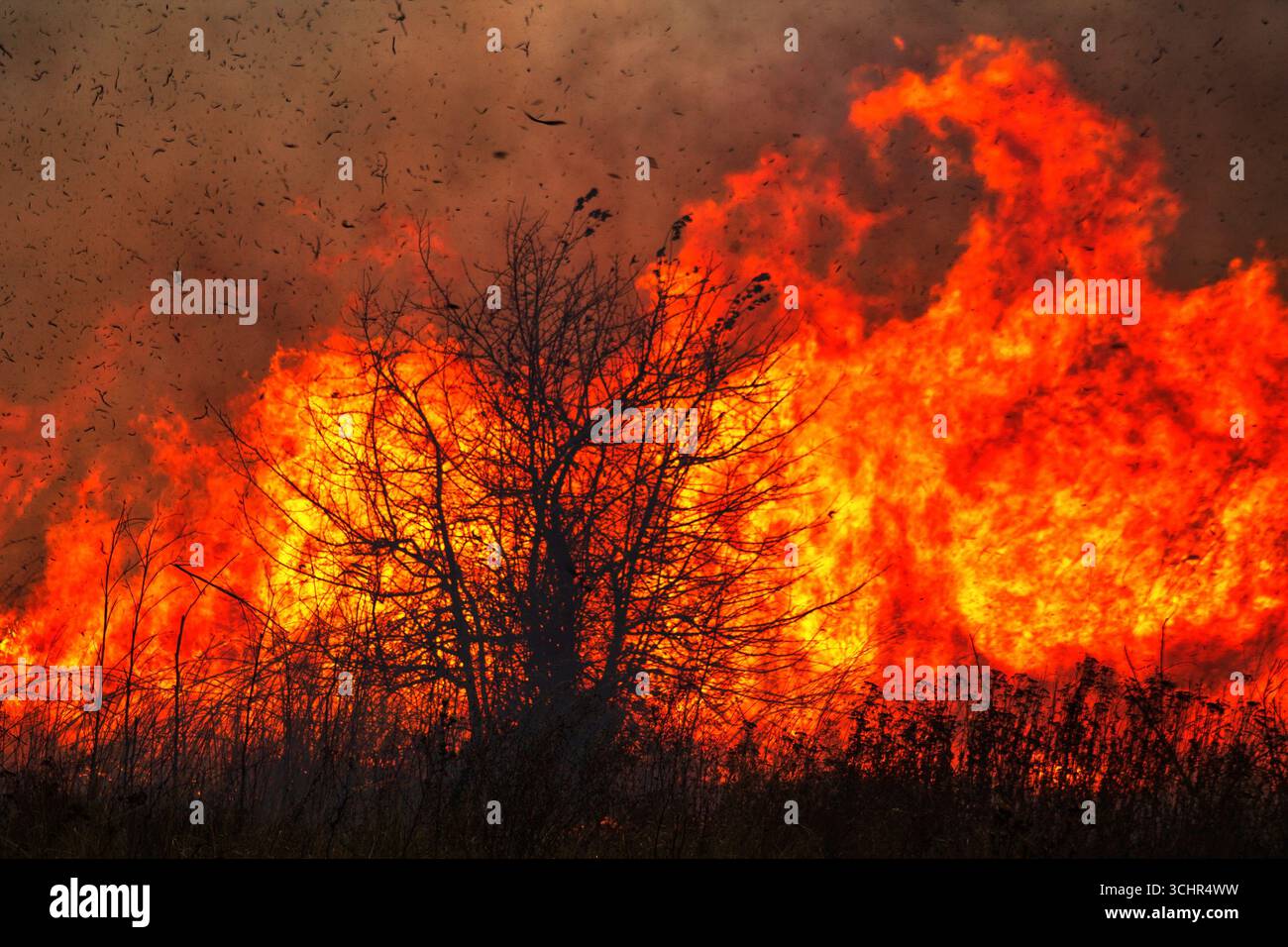 Arbre avec le feu en arrière-plan pendant le feu de forêt Banque D'Images