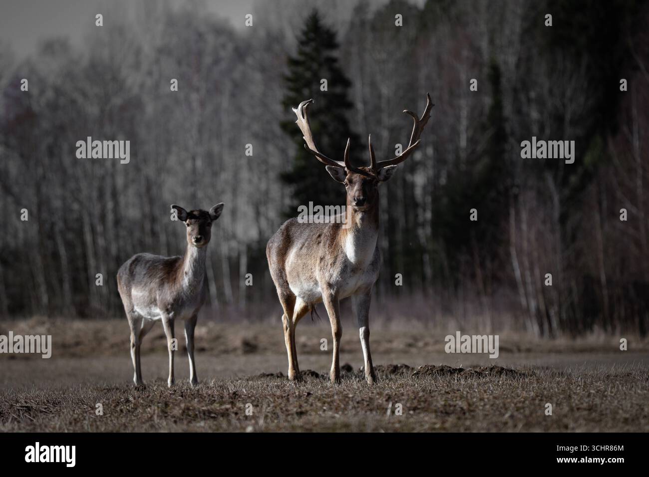 Un fier cerf mâle avec de grands bois se tient à côté d'une femelle dans un pré tranquille, encadré par une forêt sombre et sombre en arrière-plan. Leur posture est calme Banque D'Images