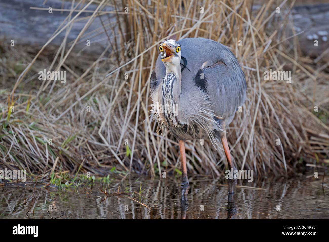 Pêche au Grand Héron bleu (Ardea herodias). Printemps dans le parc national d'Acadia, Maine, États-Unis. Banque D'Images Pêche au Grand Héron bleu (Ardea herodias). Printemps dans le parc national d'Acadia, Maine, États-Unis. Banque D'Images