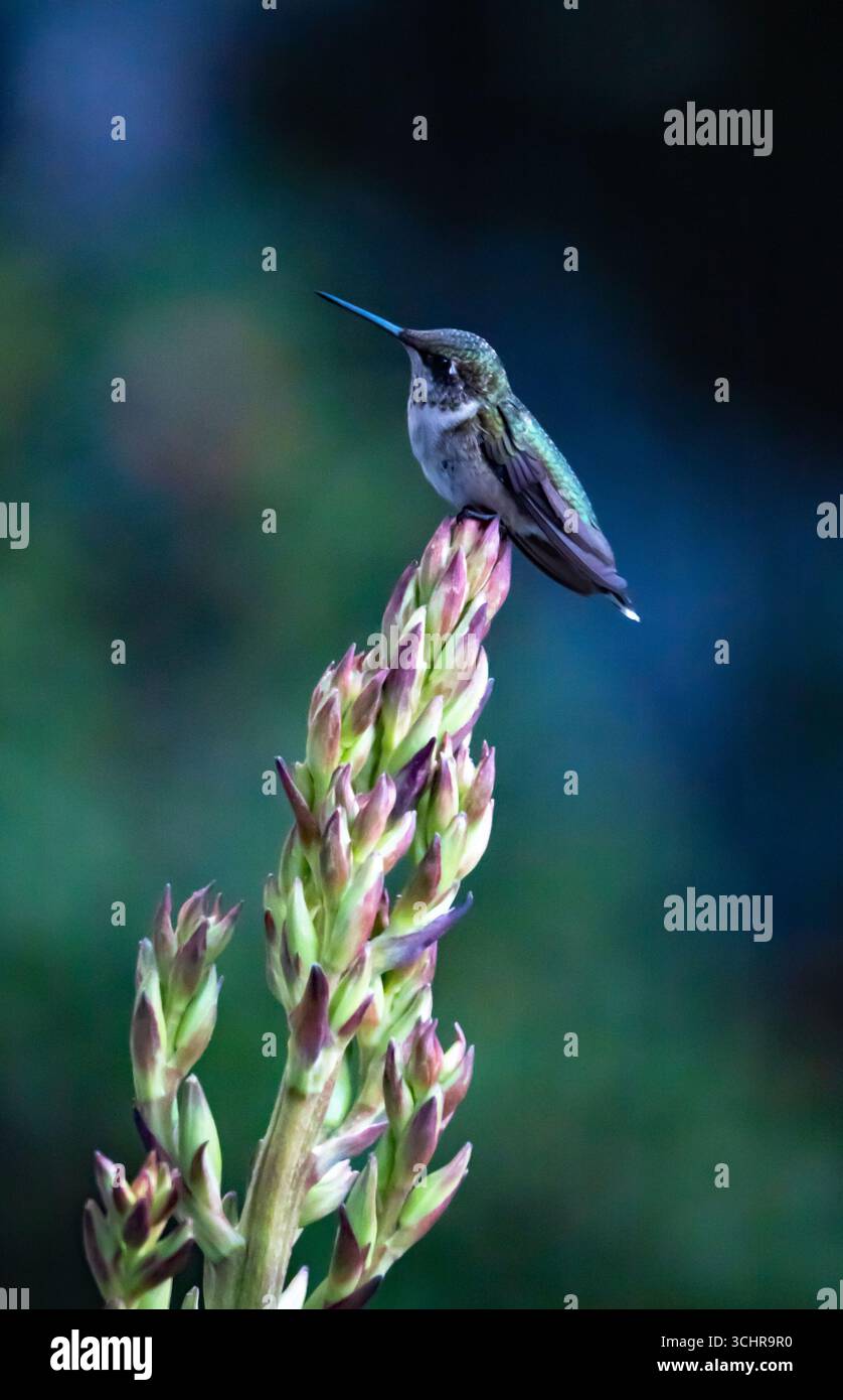 Colibri juvénile mâle à gorge rubis perché sur une tige de fleur de yucca avec un fond tacheté. Banque D'Images