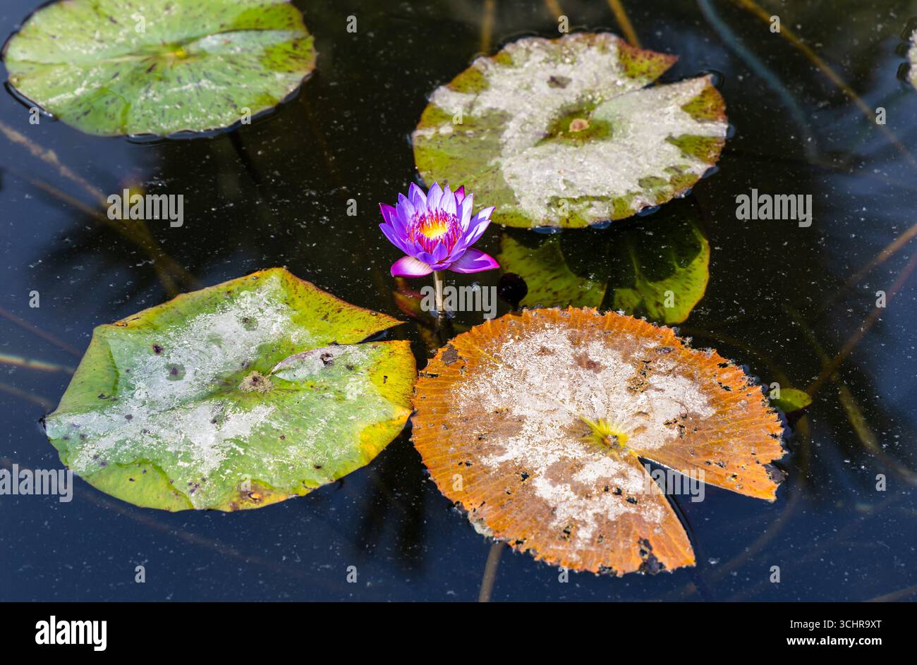 fleur de lotus isolée dans un étang naturel à la lumière du jour Banque D'Images