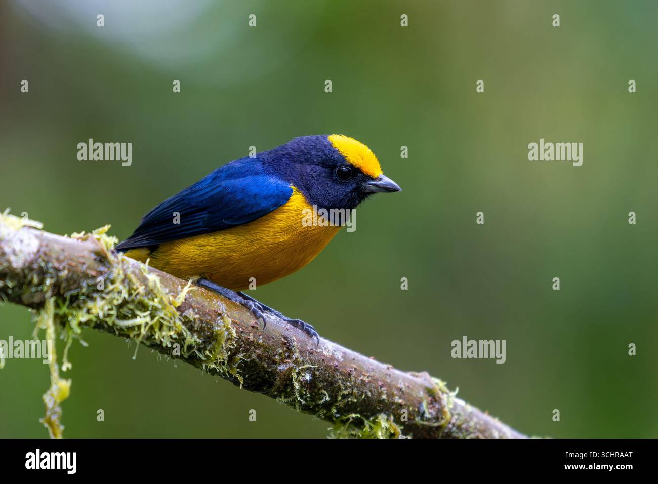 Euphonia mâle à ventre orange - Euphonia xanthogaster, perché sur une branche dans la forêt nuageuse de Mindo, Équateur. Banque D'Images