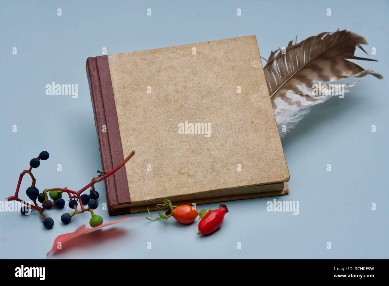 Un livre avec une plume de bussard. Baies sur un fond gris. Bonjour l'automne. Banque D'Images