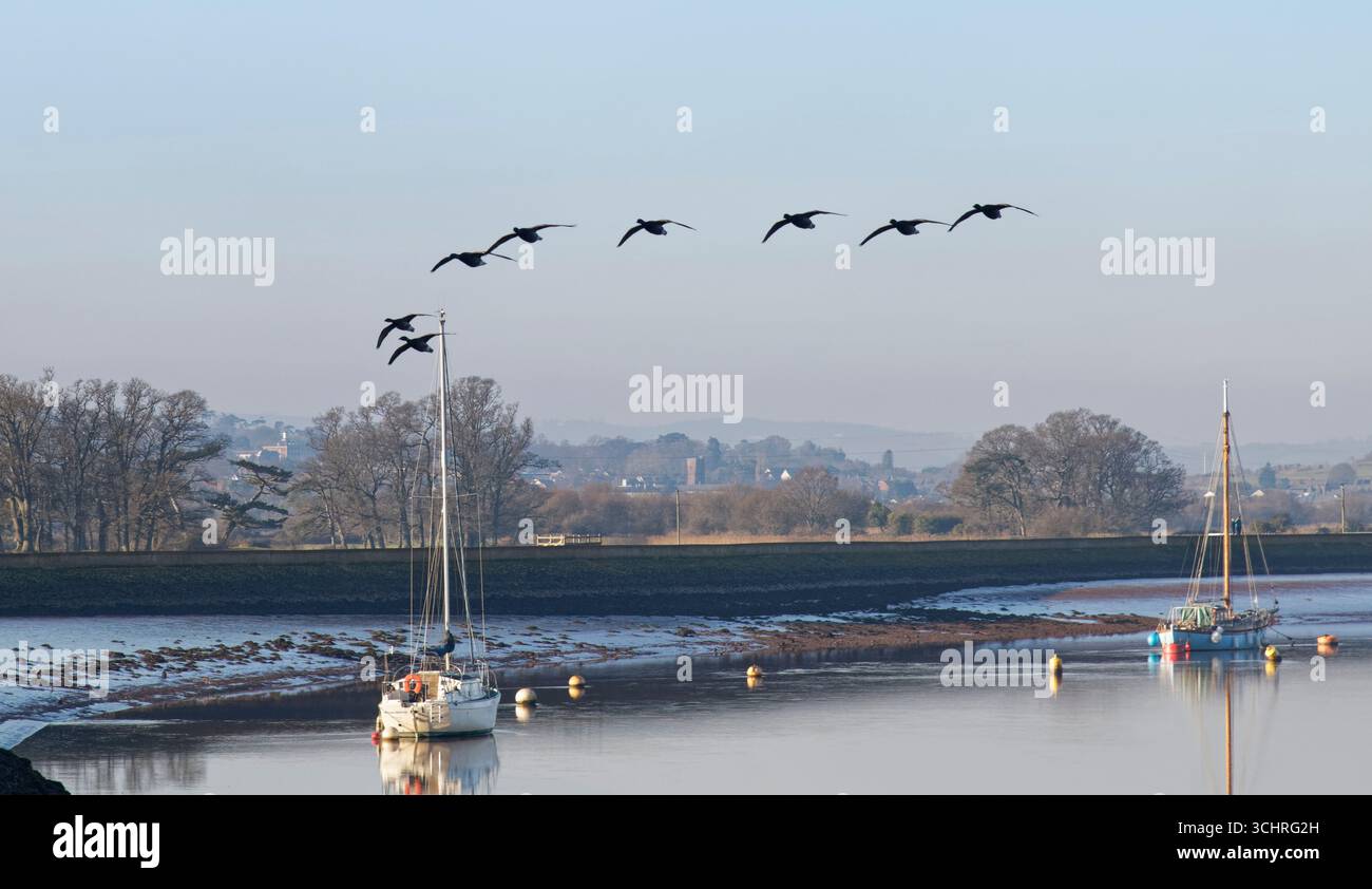 Brent Goose (Branta bernicla) volent au-dessus de yachts amarrés dans l'estuaire de l'Exe, près d'Exminster, Devon, Royaume-Uni, janvier. Banque D'Images