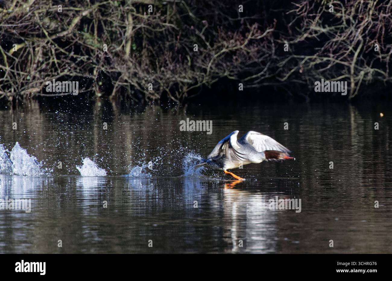 Goosander (Mergus merganser) femelle prenant son envol d'un étang boisé en courant sur la surface, Forest of Dean, Gloucestershire, Royaume-Uni, janvier. Banque D'Images