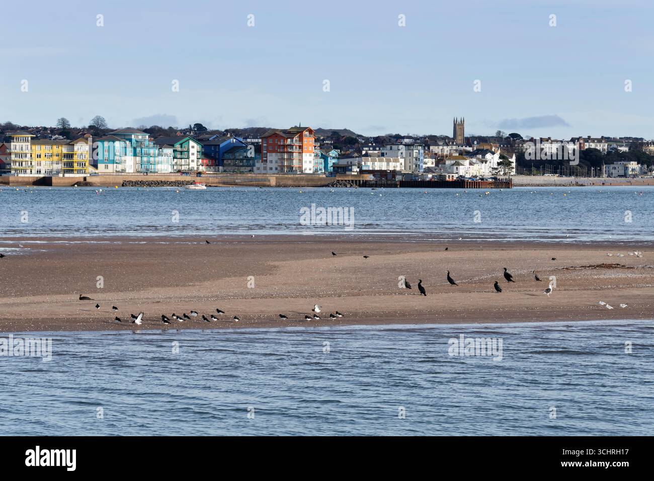 Groupes de capteurs d'huîtres (Haematopus ostralegus) et de cormorans supérieurs (Phalacrocorax carbo) reposant sur le banc de sable de l'estuaire Exe près d'Exmouth, en décembre. Banque D'Images