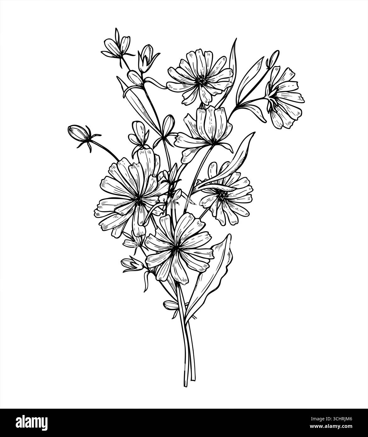 Illustration d'encre de ligne de bouquet de plante de chicorée monochrome. Dessin de gravure de fleurs de Cichorium de prairie sauvage. Fines herbes médicinales dessinées à la main pour la conception Illustration de Vecteur
