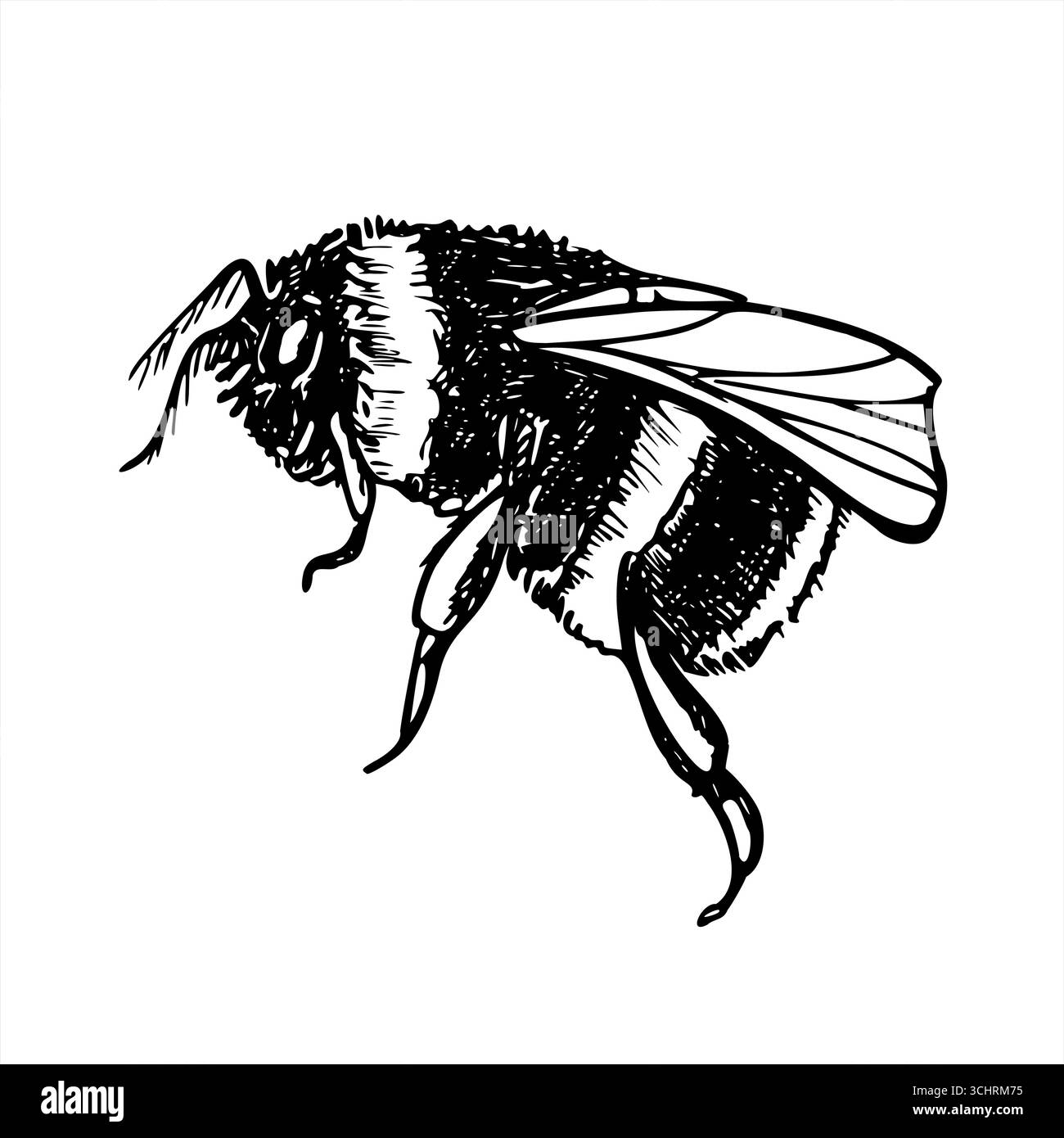 Dessin de contour isolé de vecteur Bumblebee à queue polie. Insecte volant dessiné à la main dans le style croquis noir. Gravure monochrome de bourdons de jardin Illustration de Vecteur