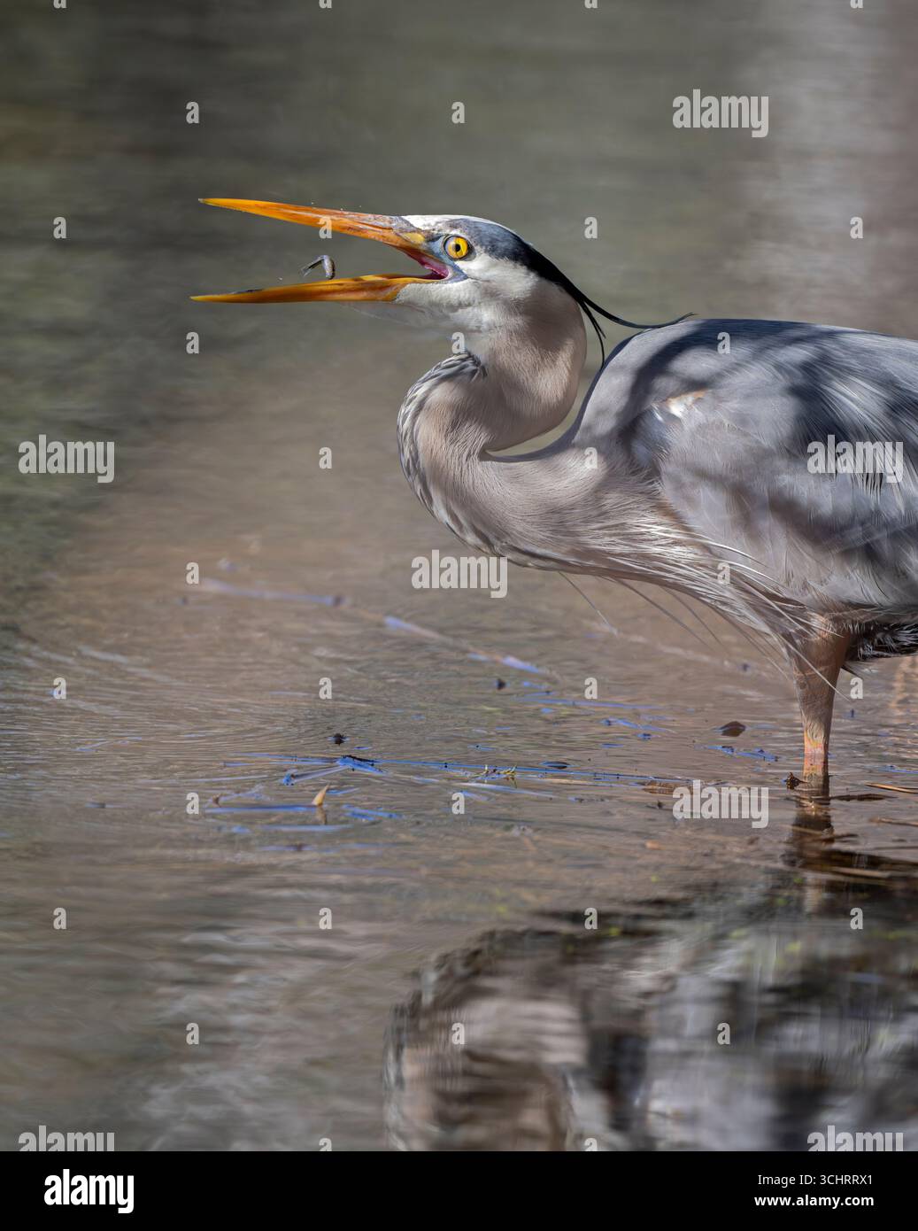 Pêche au Grand Héron bleu (Ardea herodias). Avril dans le parc national d'Acadia, Maine, États-Unis. Banque D'Images Pêche au Grand Héron bleu (Ardea herodias). Avril dans le parc national d'Acadia, Maine, États-Unis. Banque D'Images