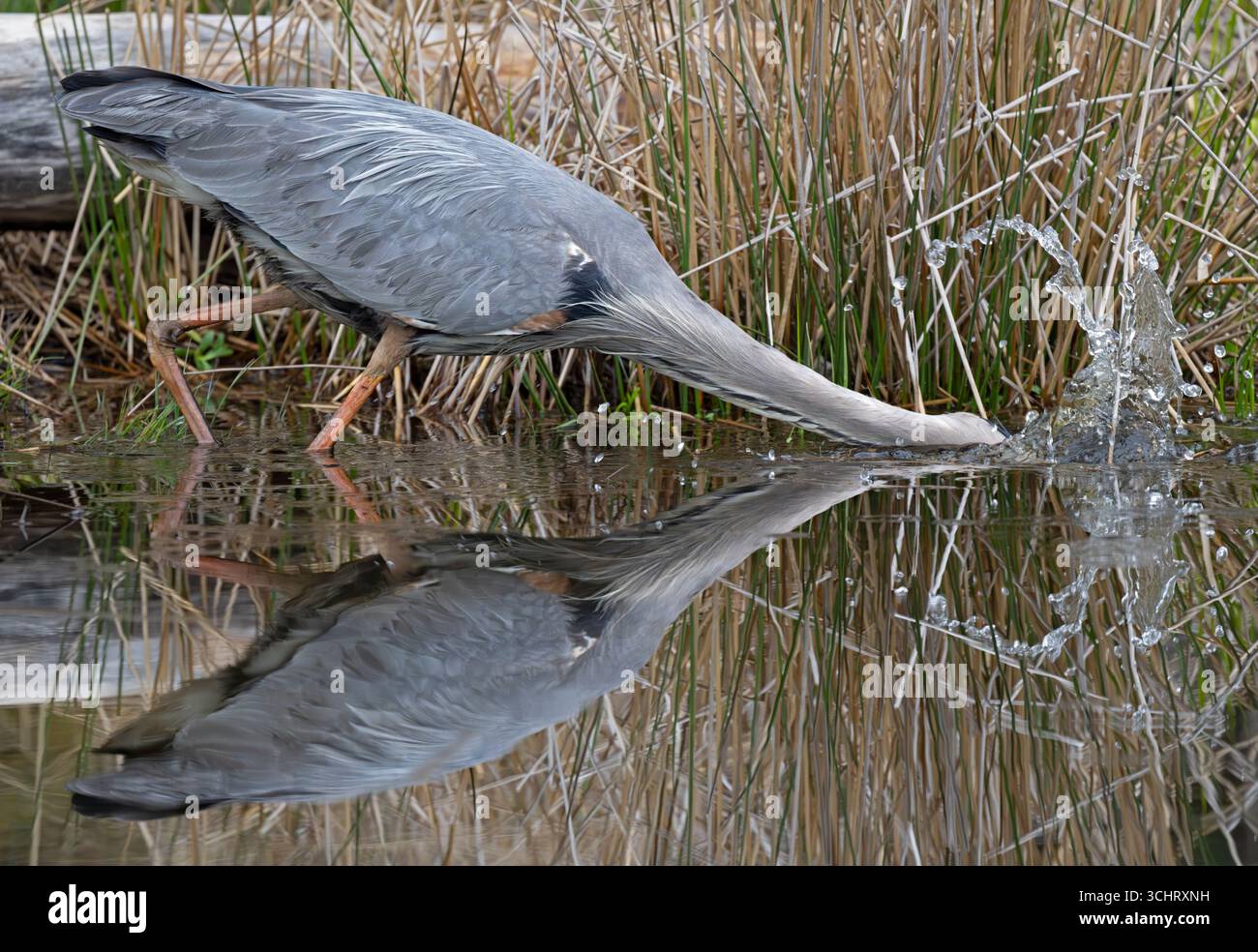Pêche au Grand Héron bleu (Ardea herodias). Printemps dans le parc national d'Acadia, Maine, États-Unis. Banque D'Images Pêche au Grand Héron bleu (Ardea herodias). Printemps dans le parc national d'Acadia, Maine, États-Unis. Banque D'Images