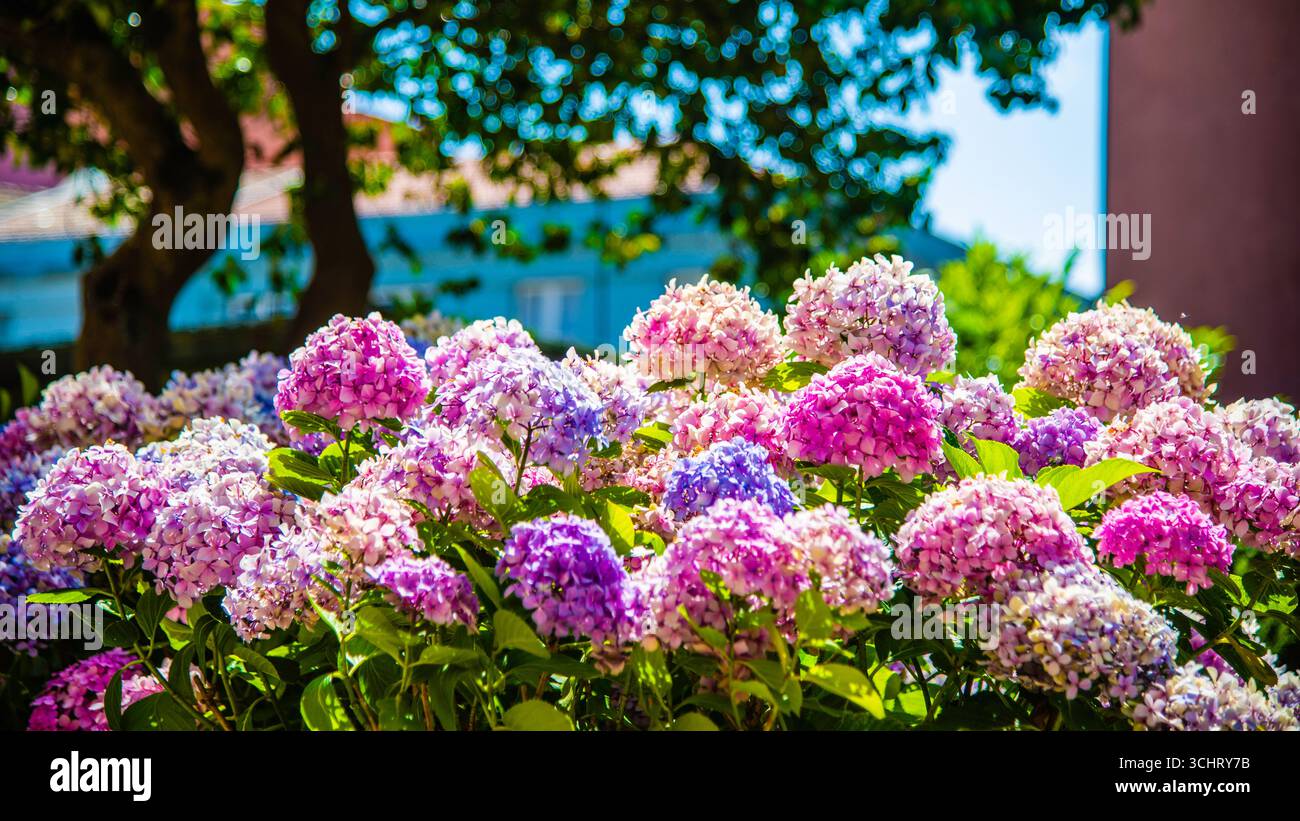Porto, Portugal - 10 juillet 2025 : la belle fleur d'hortensia dans le jardin de l'église Saint Ildefonso à Porto, Portugal. Banque D'Images Porto, Portugal - 10 juillet 2025 : la belle fleur d'hortensia dans le jardin de l'église Saint Ildefonso à Porto, Portugal. Banque D'Images