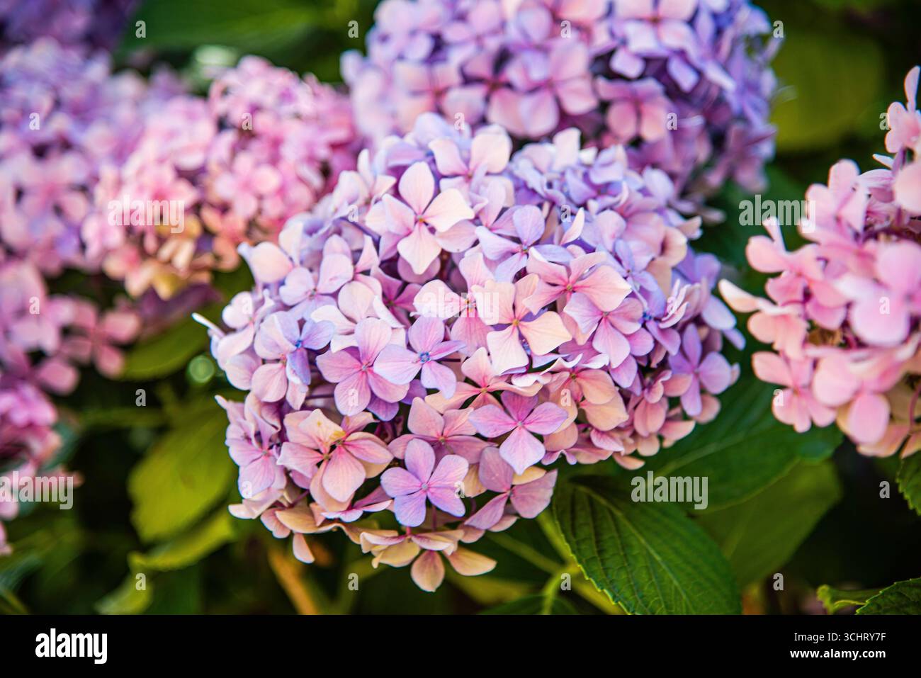 Porto, Portugal - 10 juillet 2025 : la belle fleur d'hortensia dans le jardin de l'église Saint Ildefonso à Porto, Portugal. Banque D'Images Porto, Portugal - 10 juillet 2025 : la belle fleur d'hortensia dans le jardin de l'église Saint Ildefonso à Porto, Portugal. Banque D'Images