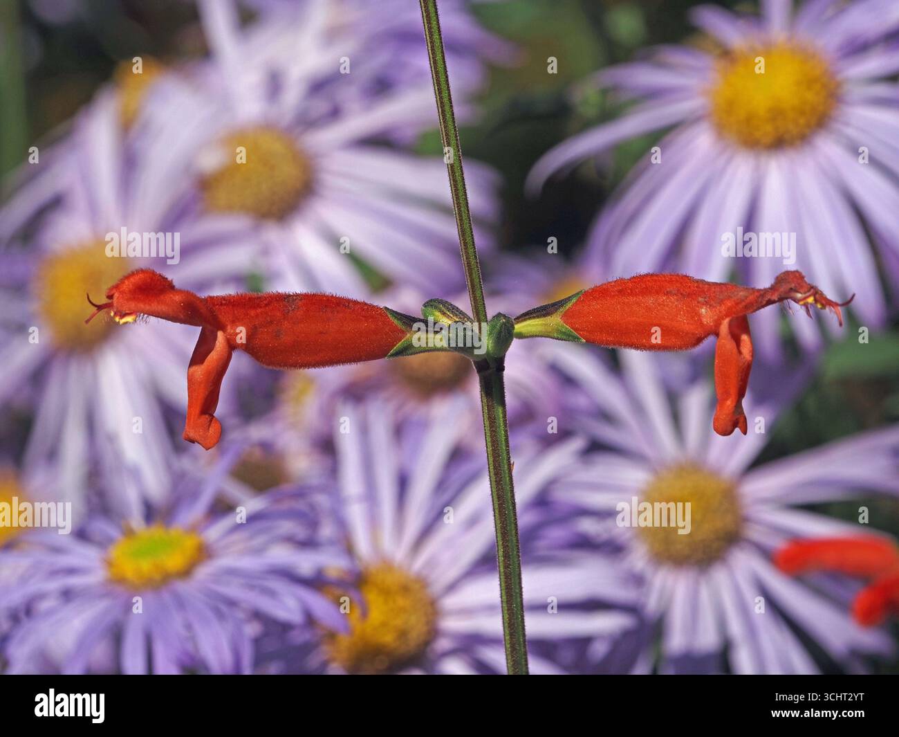 Fleurs tubulaires rouge vif sur les côtés opposés de la tige verte avec fond de plantes de bordure avec pétales violets radiaux et centres jaunes Banque D'Images