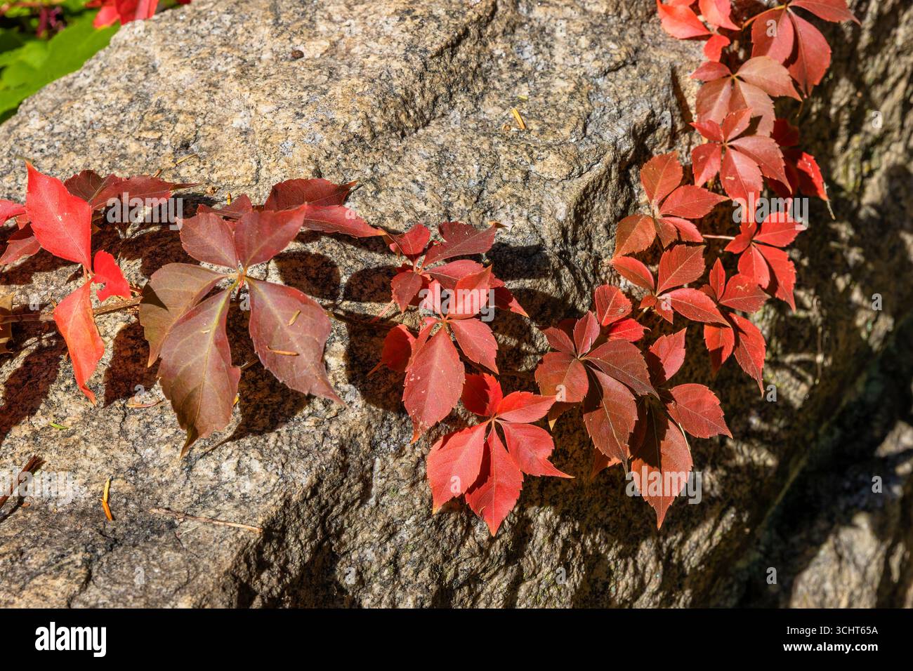 Couleurs d'automne vues sur ce gros plan d'un rocher où une vigne Virginia Creeper pousse sur le dessus. Banque D'Images