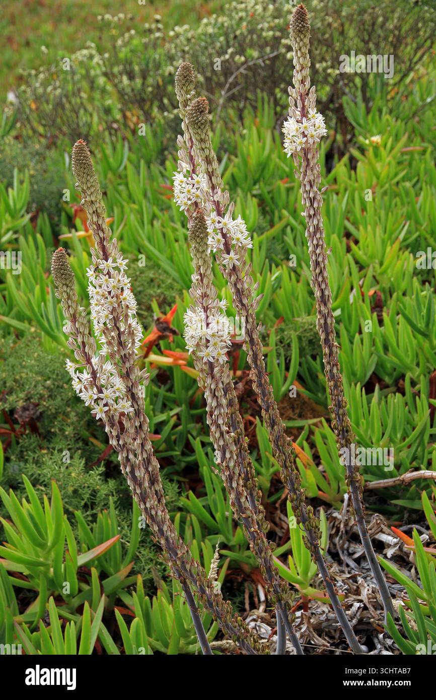 Fleurs dans la région de Cabo da Roca, Portugal Banque D'Images
