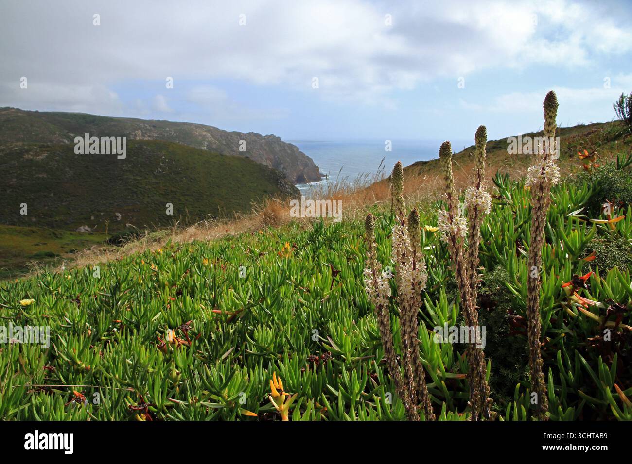 Fleurs dans la région de Cabo da Roca, Portugal Banque D'Images