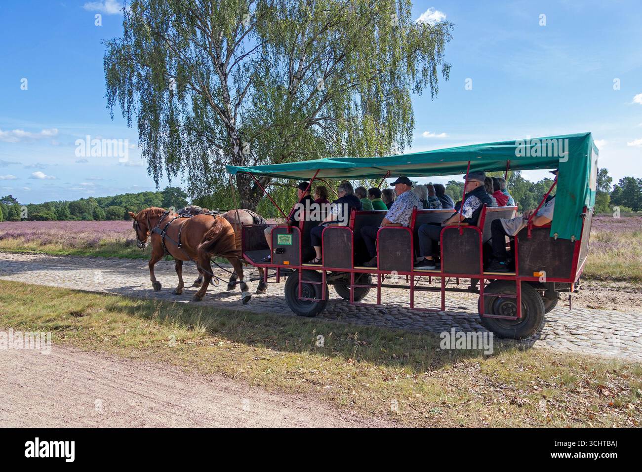 Calèche tirée par des chevaux, saison de floraison de bruyère, Heath de Lueneburg près de Wilsede, Bispingen, basse-Saxe, Allemagne Banque D'Images